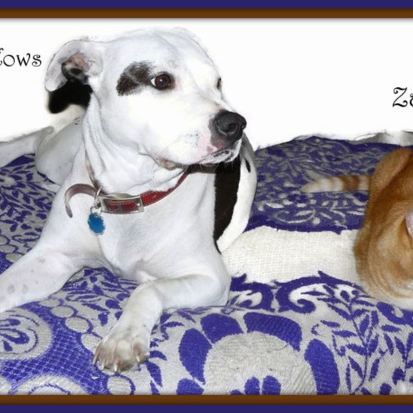 Meet your Posher, Carol - Picture 3 of 8